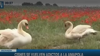 Cientos de cisnes se volvieron adictos a las amapolas en un campo de Eslovaquia