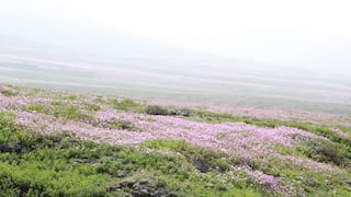 Serfor pide cuidar la vegetación en las lomas costeras de Arequipa