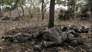 Cuatro elefantes mueren electrocutados por un cable en mal estado