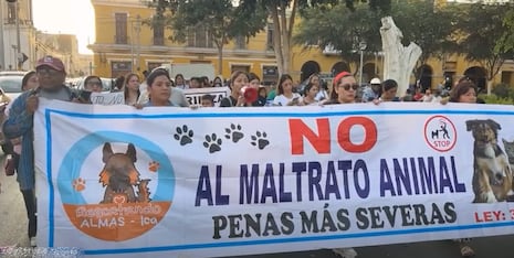 Ica: animalistas marchan tras hallazgo de perros mutilados y denuncian tráfico de animales