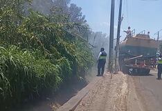 Ica: incendio forestal causó preocupación en el sector Los Patos