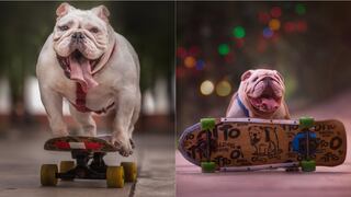 Muere Otto, el bulldog que ganó un Récord Guinness al montar skate