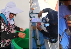 Pisco: intensifican acciones de control y prevención contra el dengue en Paracas