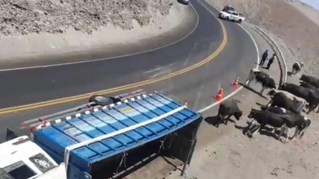 Camión que trasladaba 12 vacas en Arequipa se vuelca cerca a un barranco
