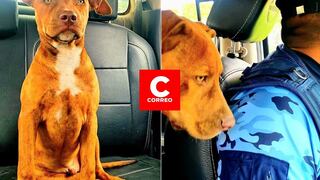 Arequipa: “Max Firu”, el perro que fue abandonado en un mercado de Majes y ahora apoya al serenazgo