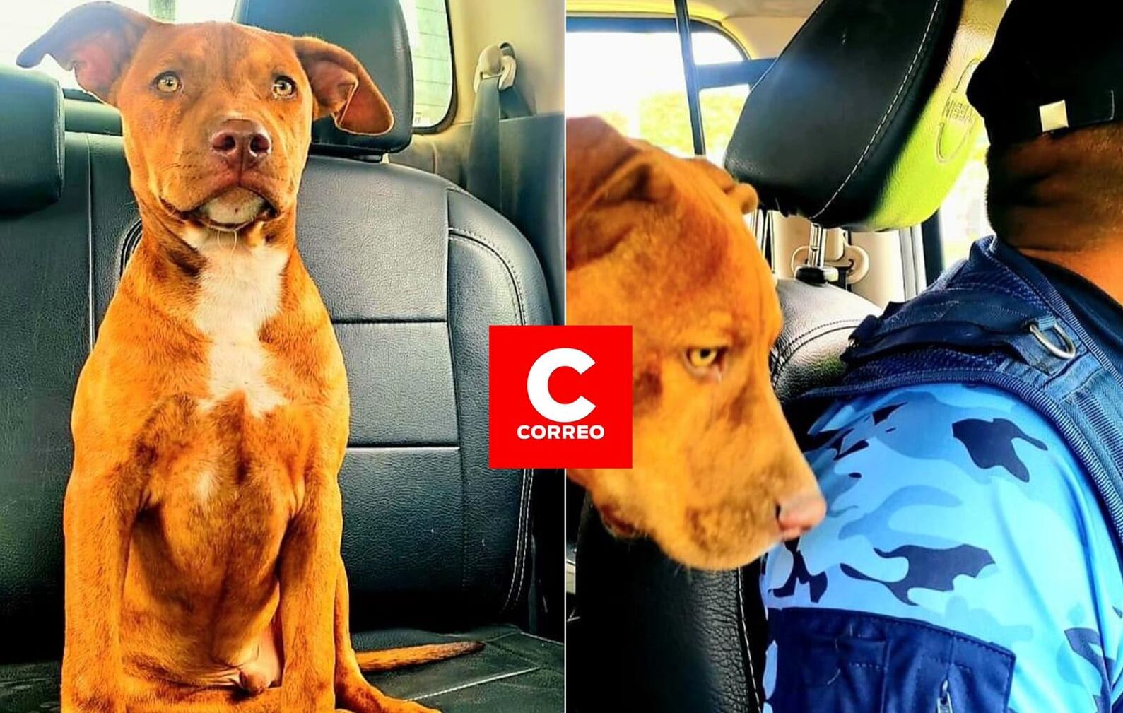 Can fue rescatado por agentes de serenazgo de Majes y ahora ayudará en las labores de resguardo. (Foto: Difusión)