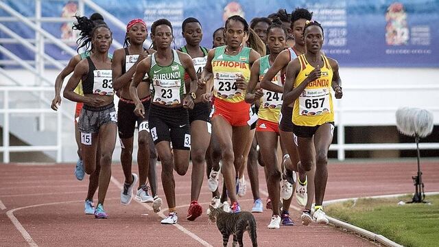 Gato se interpuso entre atletas y meta durante final femenina (FOTOS)