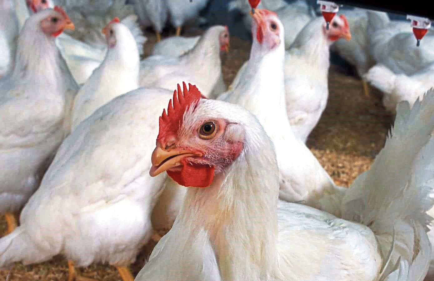 Investigan a empresas.