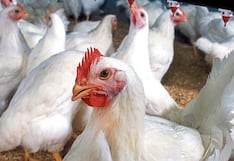 Piura: Investigan cinco avícolas por concertación de precios