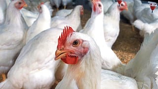 Piura: Investigan cinco avícolas por concertación de precios