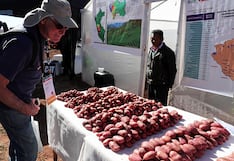 Cusco declara de interés regional el fortalecimiento de la papa nativa y crea el Día del Conservacionista