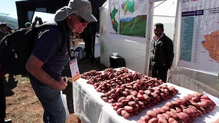 Cusco declara de interés regional el fortalecimiento de la papa nativa y crea el Día del Conservacionista