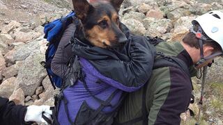 Dueño abandona a perrita en montaña a 4 mil metros