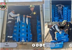 Pisco: incautan más de siete toneladas de bonito en operativo realizado en Paracas