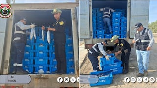 Pisco: incautan más de siete toneladas de bonito en operativo realizado en Paracas
