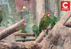 Tráfico de animales silvestres va en aumento en la región Junín