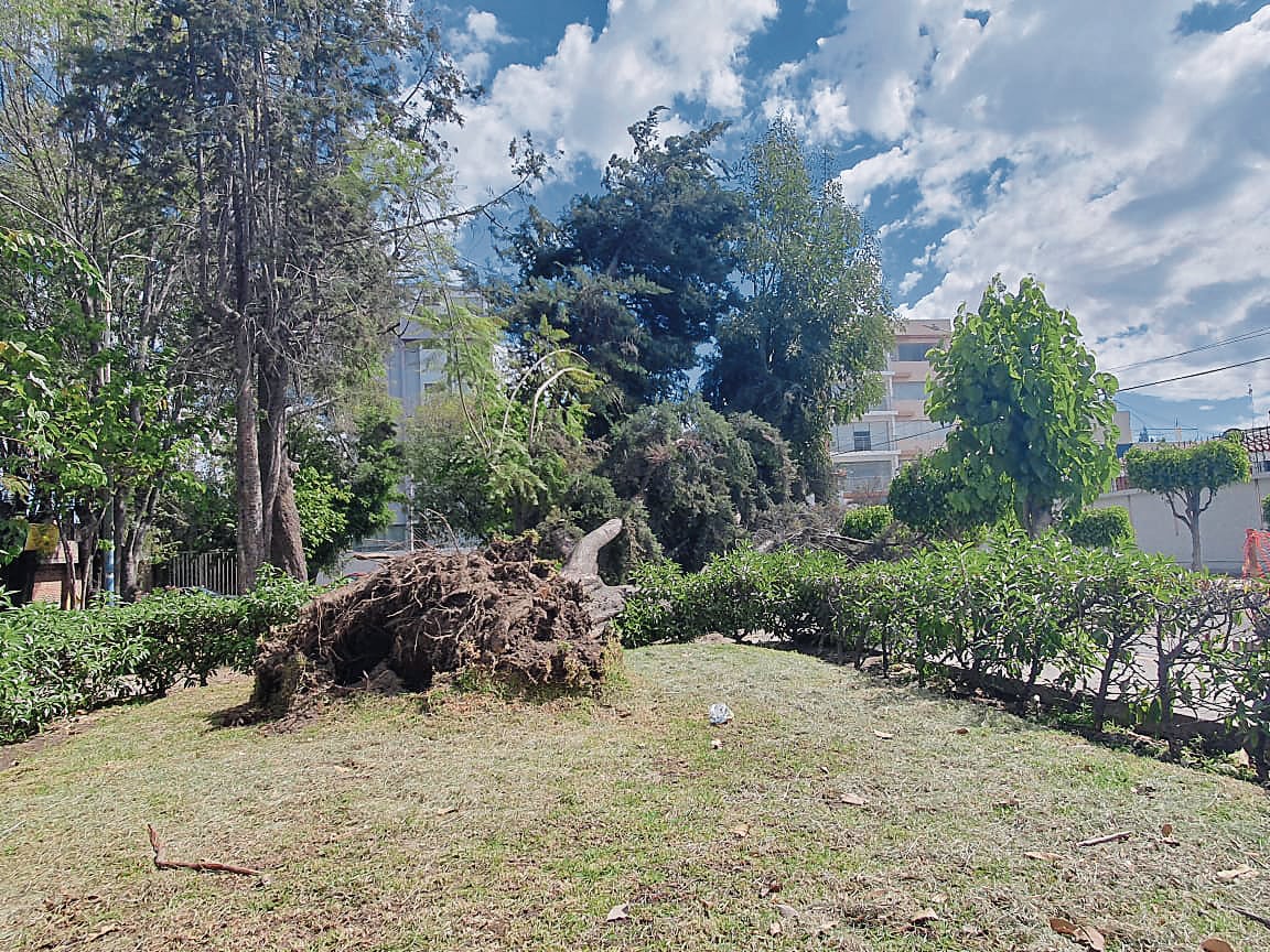 Árbol caído por viento fuerte. Foto: GEC.