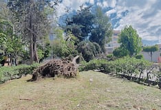 Ráfagas de viento provocaron la caída de árboles en Arequipa