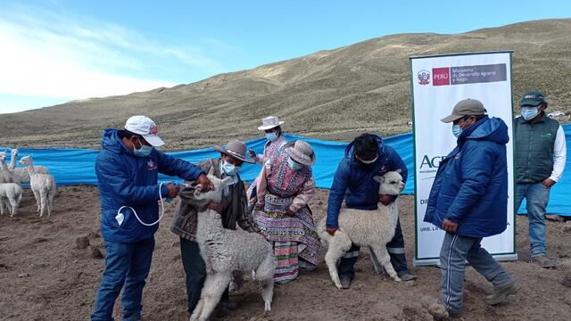 Empiezan a proteger a camélidos ante las heladas en Arequipa