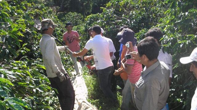 Masifican cultivo de trasngénicos