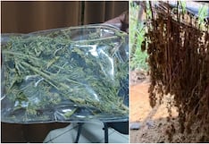 Chincha: descubren campamentos con cerca de dos mil plantas de marihuana