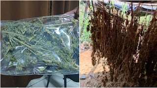 Chincha: descubren campamentos con cerca de dos mil plantas de marihuana