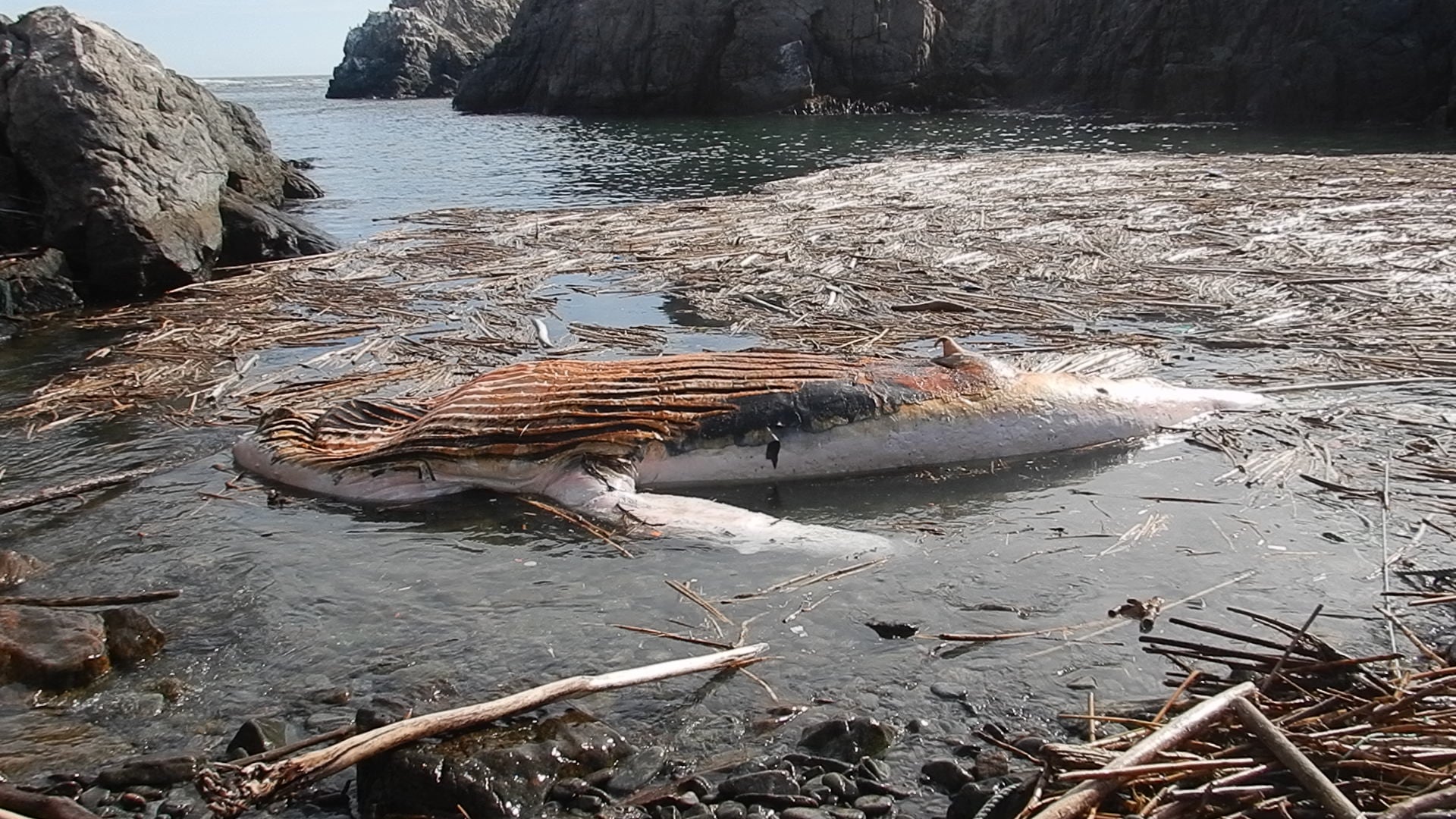 Ballena jorobada aparece muerta en Quilca, Camaná. Foto: IMARPE.