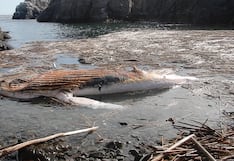 Hallazgo en Arequipa: Ballena jorobada aparece muerta en Camaná