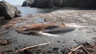 Hallazgo en Arequipa: Ballena jorobada aparece muerta en Camaná