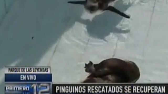 Pingüinos rescatados de restaurante​ son acogidos en Parque de las Leyendas