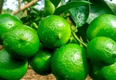 Piura consolida el liderazgo en la producción de limón con más de 203,000 toneladas