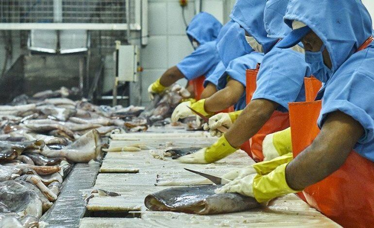 Piuranos exportan pota al extranjero