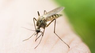 Haití: Se reporta 503 casos de zika y anuncia recursos para combatir el virus