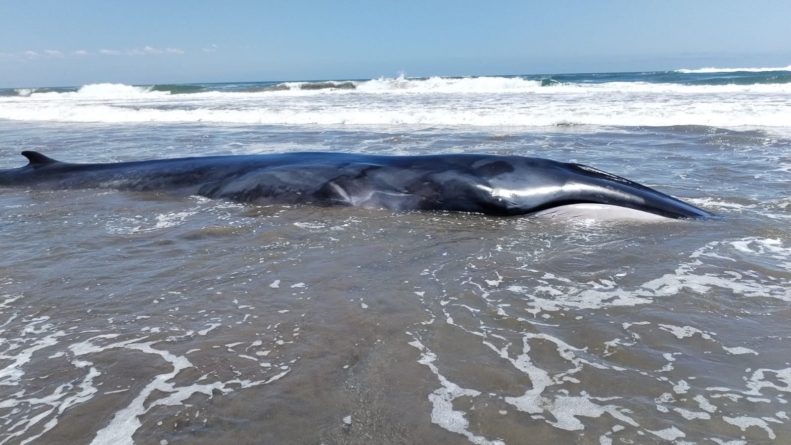 Arequipa: Ballena varada en Islay murió pese a esfuerzos por devolverla al mar