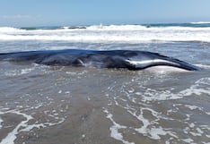 Arequipa: Ballena varada en Islay murió pese a esfuerzos por devolverla al mar