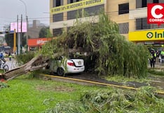 San Borja: árbol de sauce cae sobre dos vehículos en plena avenida