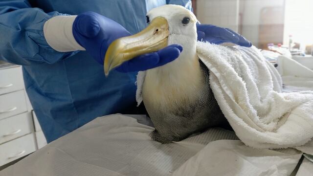 Rescatan a albatros de las Galápagos y recibe los cuidados en el Parque de las Leyendas