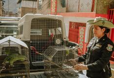 Rescatan a ocho animales silvestres en viviendas de Amarilis