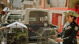 Rescatan a ocho animales silvestres en viviendas de Amarilis