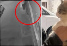 Nasca: mujer arroja a un gatito desde un segundo piso de vivienda en Marcona