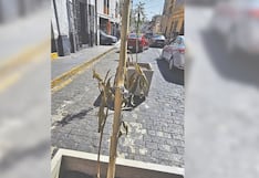 Municipalidad Provincial de Arequipa: Árboles recién plantados se secan