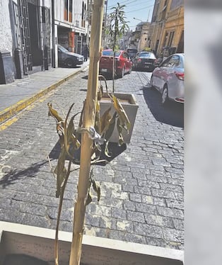 Árboles recién plantados por la Municipalidad Provincial de Arequipa se secan. Foto: GEC.