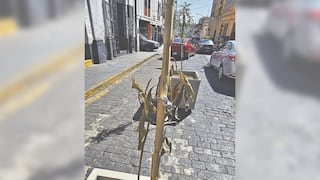 Municipalidad Provincial de Arequipa: Árboles recién plantados se secan