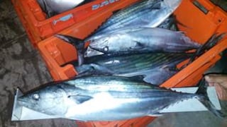 Pescadores de Sama extrajeron 70 toneladas de bonito