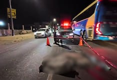 Arequipa: Motociclista muere al chocar contra auto que ingresaba a una cochera