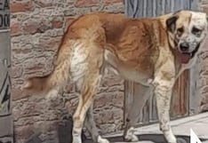 Condenan a hombre por ultrajar a mascota y desobedecer orden judicial en Arequipa