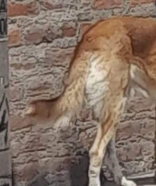 Condenan a reciclador por ultrajar a mascota y desobedecer orden judicial. (Foto: Referencial)