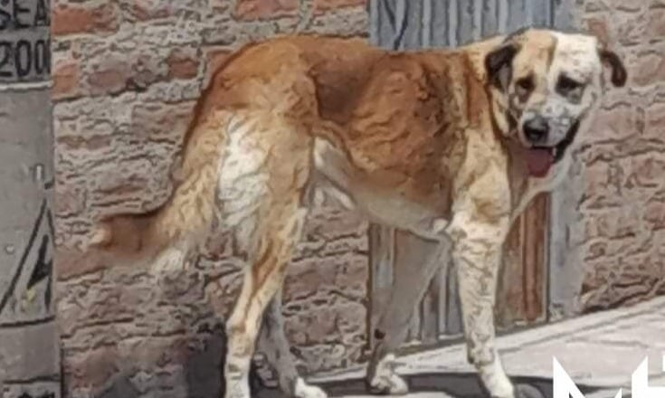 Madre del menor reprochó que el perro vive en la calle y responsabilizó a sus dueños. (Foto: Difusión)