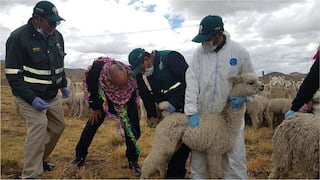 Minagri entrega kits veterinarios y pacas de heno a distritos en emergencia por las heladas 