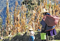 Ocho regiones del país están en situación grave de hambre y no es por falta de alimentos